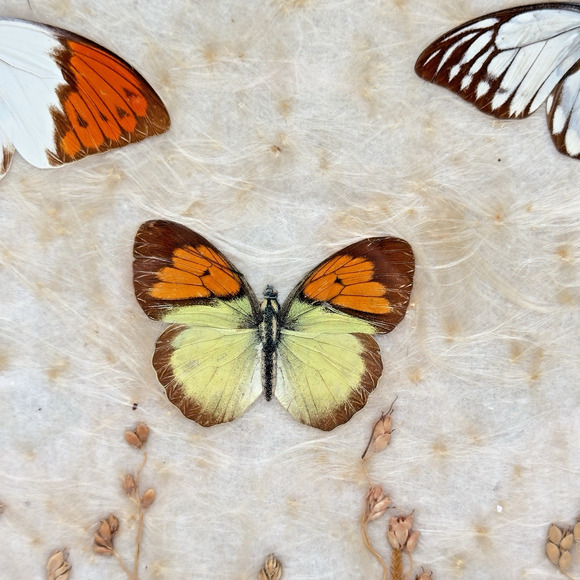 Vintage Antique Pressed Real Butterfly Tray Framed Botanicals 14.5" x 11" - Picture 5 of 16